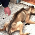 小犬への虐待。10か月監禁でガリガリに…結末がヤバい（画像あり）